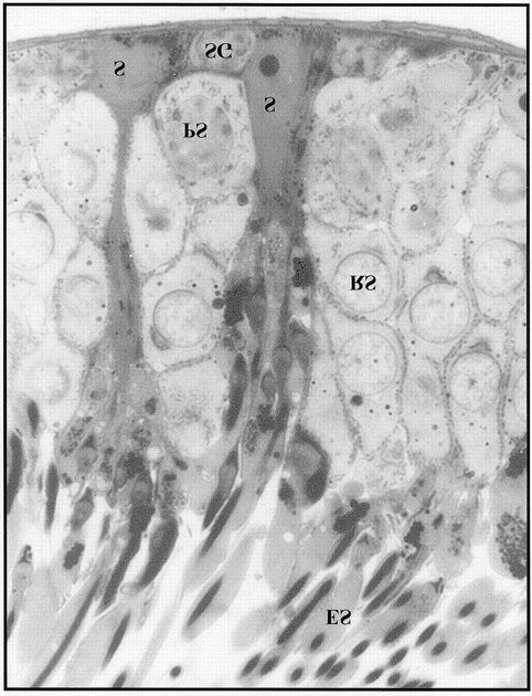 Íntima relação entre as células de Sertoli e as células espermatogênicas Cross-section of a seminiferous tubule from an adult Sprague-Dawley rat showing the organization of testicular cells and the
