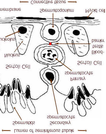 Células de Sertoli e as células espermatogênicas Em todos os estágios de diferenciação, as células espermatogênicas estão em íntimo contato com as células de Sertoli que provêem a estas: -suporte