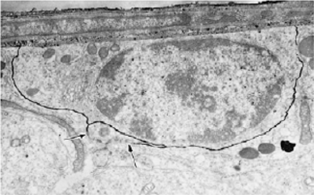 Células de Sertoli e as células espermatogênicas BARREIRA HEMATO-TESTICULAR (junções firmes ou do tipo tight) -comunicação entre várias células de Sertoli -proteção para as células em desenvolvimento