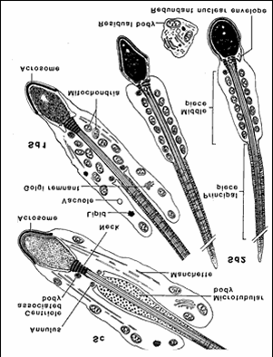 Espermiogênese As mudanças durante a espermiogênese envolvem