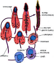 organelas celulares e (5) o processo de liberação da cél.