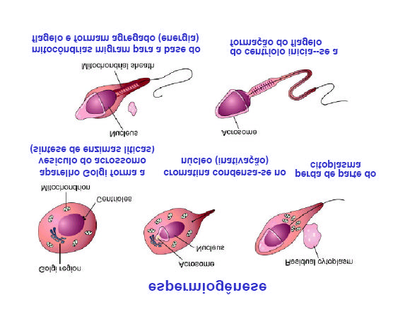 Espermiogênese As mudanças durante a espermiogênese envolvem transformações da espermátide esférica a espermatozóide maduro: (1) formação do acrossoma, (2) mudanças nucleares, (3) desenvolvimento do