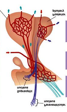 Cerebro (neurotransmissores) Estresse