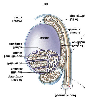 Epididimo: maturacao e armazenamento dos espermatozoides Maturacao: 1. envolve mudancas bioquimicas e morfologicas nos espermatozoides 2.