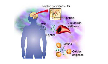 leptina". A leptina deixa então de conseguir regular eficazmente o peso corporal.