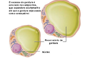 2 - Aumentar a adiponectina As células adiposas segregam menos adiponectina, uma hormônio vital para a sensibilidade à insulina e para a saúde cardiovascular.