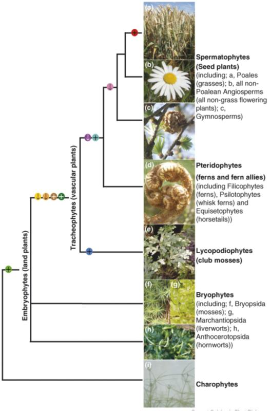 Origem EvoluBva das Hemiceluloses Mananas Manose Glicose Galactose Xiloglucanos Xilose Glicose