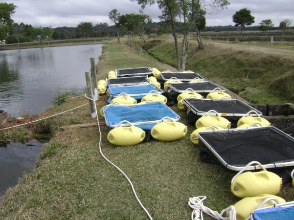 Figura 8. Cabos e cordas guia A instalação dos tanques rede (Figura 9) foi realizada com o apoio de um barco inflável movido a remos.