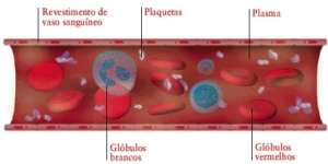 2. O sangue é um líquido que percorre todo o sistema circulatório, cumprindo algumas funções, desde o transporte de substâncias à protecção do organismo, é um tecido conjuntivo complexo cujas células