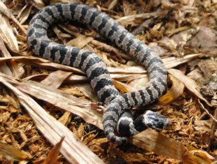 SERPENTE 1. Biologia As serpentes são um grupo de répteis que apresentam o corpo alongado, revestido por escamas, sem membros e sem pálpebras.