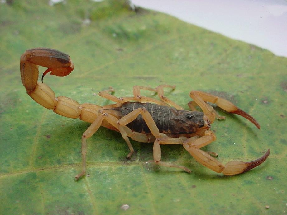 ESCORPIÃO 1. Biologia Os escorpiões são aracnídeos, com cerca de 160 espécies conhecidas no Brasil. O gênero Tityus é responsável pelos acidentes graves.
