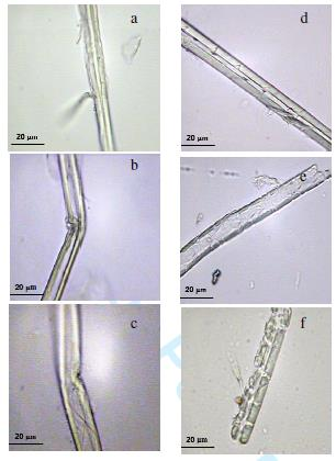 Alkaline-sulfite CTMP-treated mill sugar cane bagasse Alkaline CTMP-treated mill sugar cane bagasse Untreated