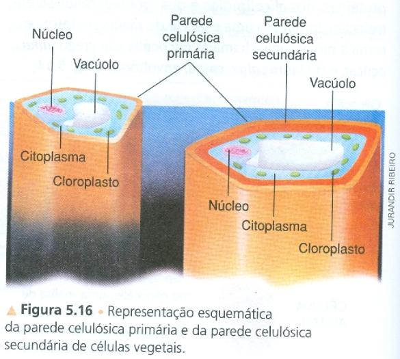 Membrana Plasmática II.
