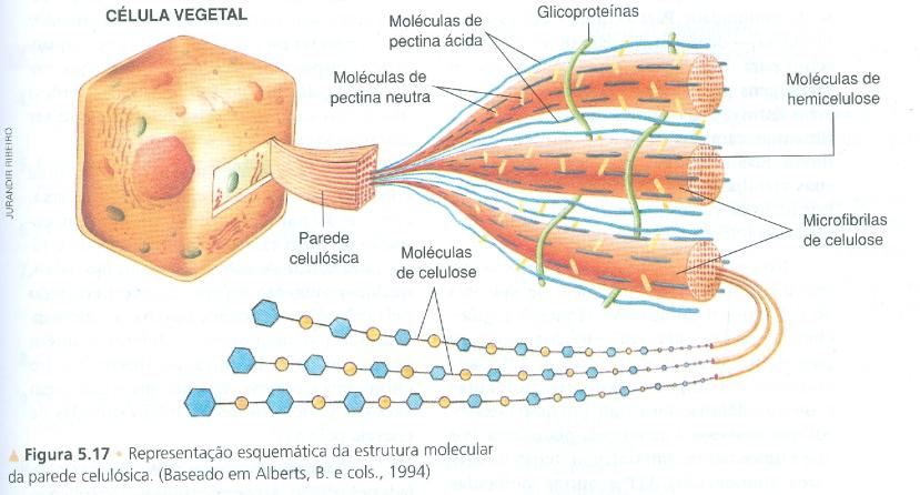 Membrana Plasmática A parede das células vegetais é constituída por