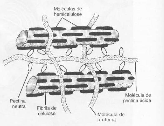 Membrana Plasmática As microfibrilas mantêm-se unidas graças a uma matriz