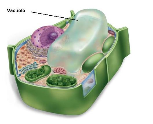 Células eucariontes Função autofágica nas células vegetais Ocorre no vacúolo central enzimas digestivas = às