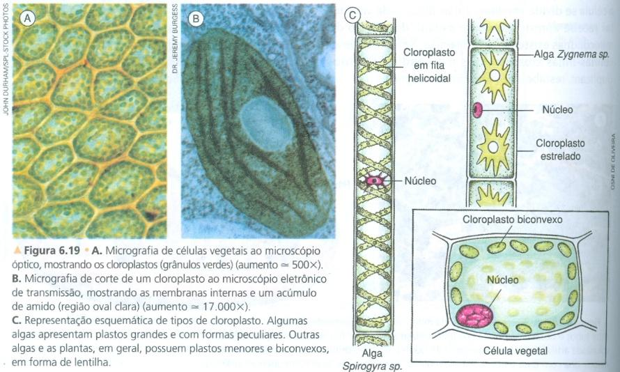 Plastos Células eucariontes Organelas citoplasmáticas presentes apenas em