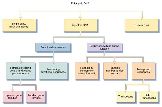 1. Classificação do DNA eucariótico.