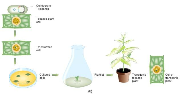 Características: - Resistência a herbicidas (sementes