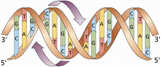 DNA - Ácido doxirribonucléico - Dupla hélice, com as bases no centro da molécula e as unidades de deoxiribose e fosfato no exterior.