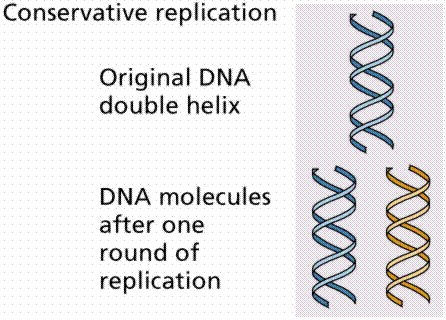 Replicação do DNA 1. Replicação Conservativa Produção de molécula de DNA inteiramente nova. 2.