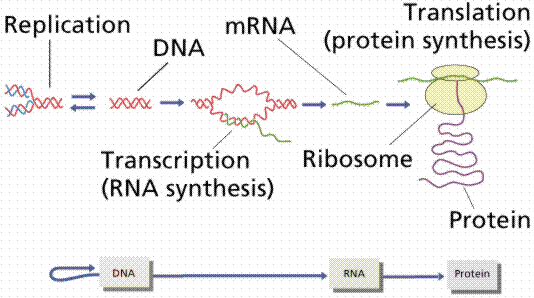 Células procariotas - Uma RNA polimerase Céluas eucariotas - Três RNA