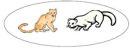 Conceitos de OO - Classes Tomemos uma classe gatos formada de objetos gatos.