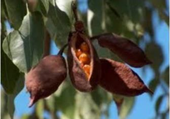 Classificação dos Frutos Fruto Seco (pericarpo seco, camadas