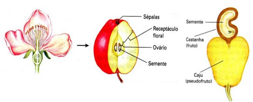Pseudofrutos Não originam-se do ovário, mas outra parte da flor.
