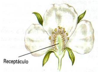 Pseudofrutos Pseudofruto