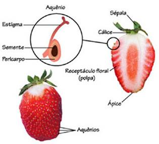 Pseudofruto composto Proveniente de diversos ovários de uma só flor.