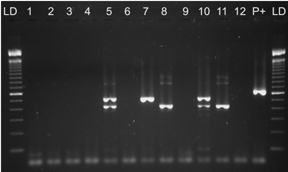 FP (ELISA) Reação de PCR FALSO NEGATIVO FALSO POSITIVO LIMIAR DE DETECÇÃO INSUFICIENTE