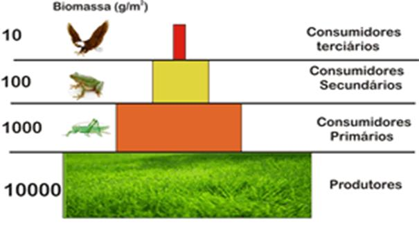 2) PIRÂMIDE DE BIOMASSA Pode-se também pensar em pirâmide de biomassa, em que é computada a massa corpórea (biomassa) e não o número de cada nível trófico da cadeia alimentar.