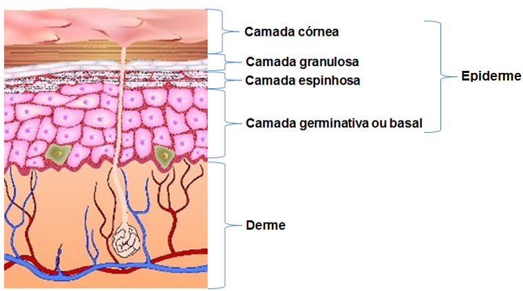 www.blogprofluana.blogspot.com( O extrato mais profundo, o germinativo ou basal, é constituído por células que se multiplicamcontinuamenteeempurramascélulasantigasemdireçãoàsuperfíciedo corpo.