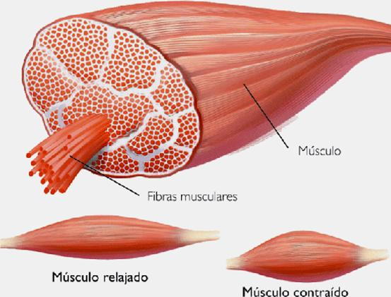 O(MÚSCULO( Os músculos são estruturas contráteis, que agem tanto internamente, no caso dos músculoslisosquecompõemocoraçãoepulmão,porexemplo;quantoexternamente,