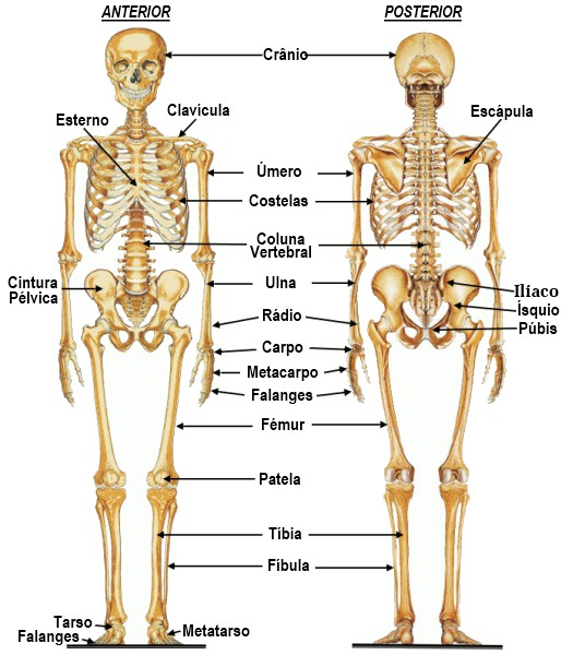 Oserhumanopossuiemseucorpo206ossos.Oossoéumtecidovivo,complexoe dinâmico.éumaformasólidadetecidoconjuntivo.unemuseunsaosoutrosatravésde junturasouarticulações,paraconstituiroesqueleto.