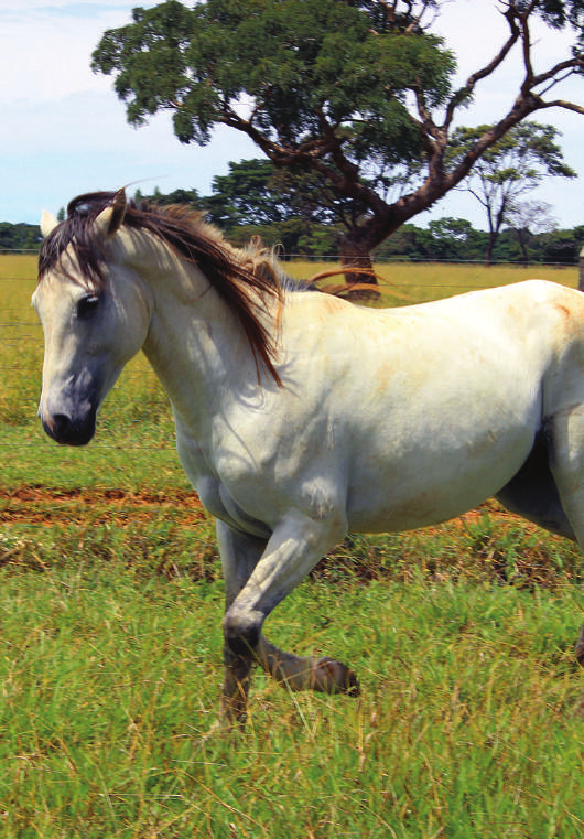 Número de Animais/categoria: fêmeas: 30; machos: 3 reprodutores e 20 animais castrados de serviço, animais jovens: 40 a 50 Foto: Sandra Santos Existe Associação de Criadores das Raças em Conservação?