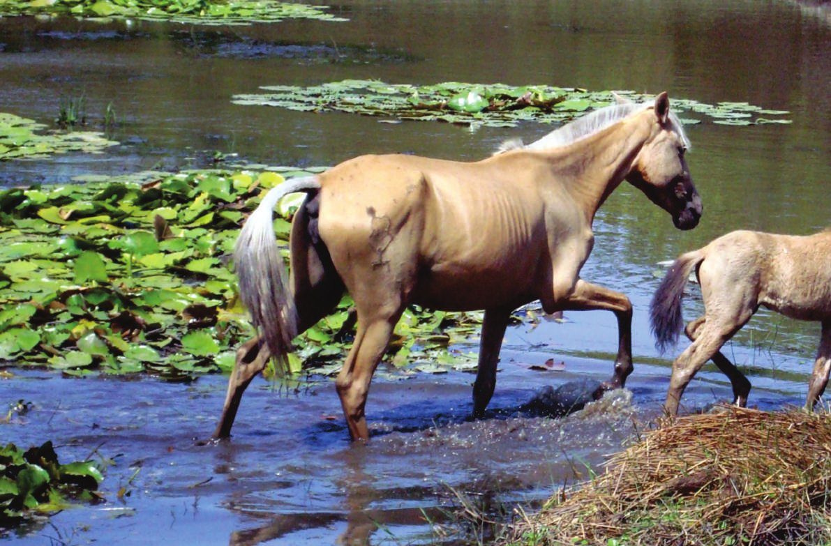 Foto: Socorro Maués Cavalo Marajoara O Brasil possui o terceiro maior rebanho equino do mundo, com 5,9 milhões de cabeças, segundo números da FAO (Organização das Nações Unidas para Alimentação e