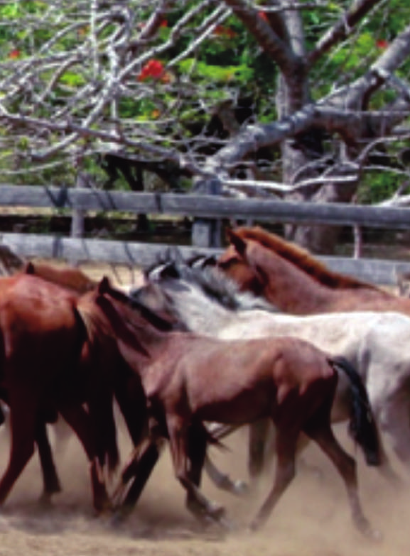 Núcleo de Conservação do Cavalo Lavradeiro Curador: Ramayana Braga Localização do Núcleo de Conservação: Fazenda Perfeição, Boa Vista-RR. Distância da Capital ao Núcleo de Conservação?