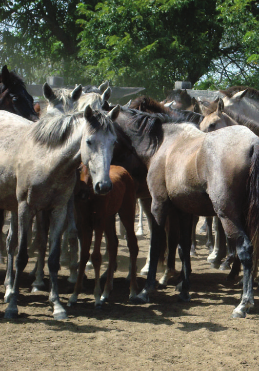 Número de Criadores: A raça conservada está vinculada a um Programa de Melhoramento? Foto: Socorro Maués A raça conservada é registrada pelo Ministério da Agricultura, Pecuária e Abastecimento - Mapa?