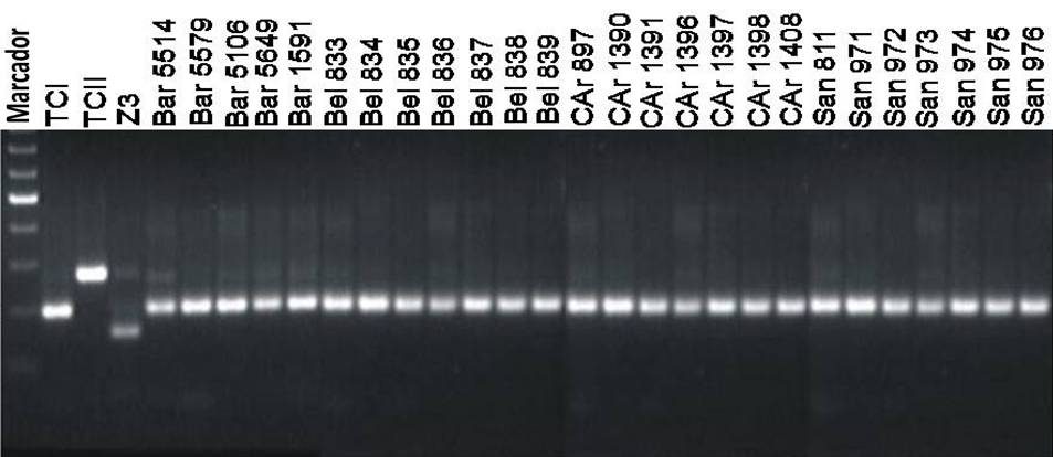 89 Figura 12. Marcador com 50 pb. Genotipagem pelo gene de mini-exon de isolados de humanos; Padrões de T.
