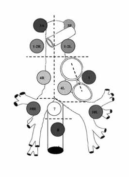 C. Vita, B.P. Salvajoli 1-2R 10R 3A 4R Figura 1. Estações linfonodais conforme Mountain e Dresler (adaptado de Chapet, et al. 29 ).