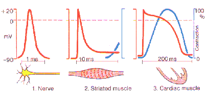 20 Da mesma forma que a magnitude do potencial de repouso depende dos gradientes de concentração e das permeabilidades iónicas da membrana, também os potenciais de acção resultam de uma alteração