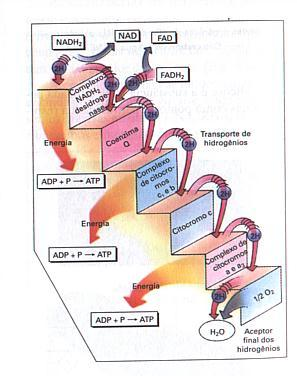 13 Fosforilação xidativa Síntese de ATP direcionada pela transferência de elétrons ao xigênio É a etapa final da respiração aeróbia, que ocorre nas mitocôndrias onsiste na redução do 2 a 2,