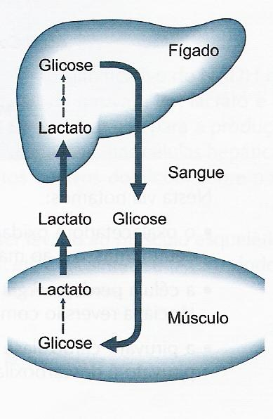 Ciclo de