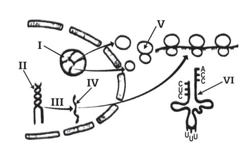 5) Uma cadeia de RNA foi produzida tendo como molde o filamento de DNA esquematizado abaixo: - G A C A T G A C G A G C T A T a) Qual é a seqüência de bases neste TNA?