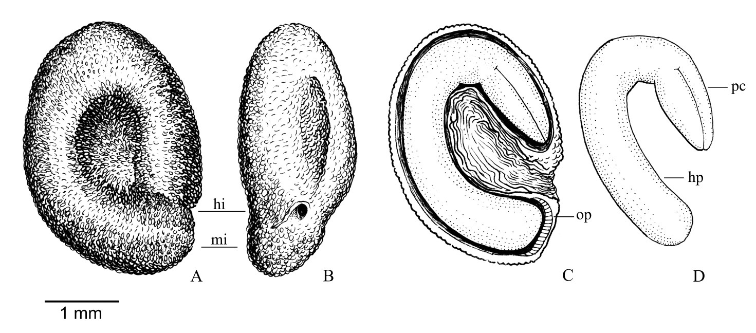 596 S. S. REGO et al.