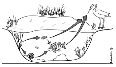 a) guaru-guarus b) fitoplâcton c) larvas de mosquitos d) cágados e) zooplâncton 3. (USP) Analisando-se as trocas efetuadas entre o meio e cada nível trófico de uma cadeia alimentar, nota-se: 4.