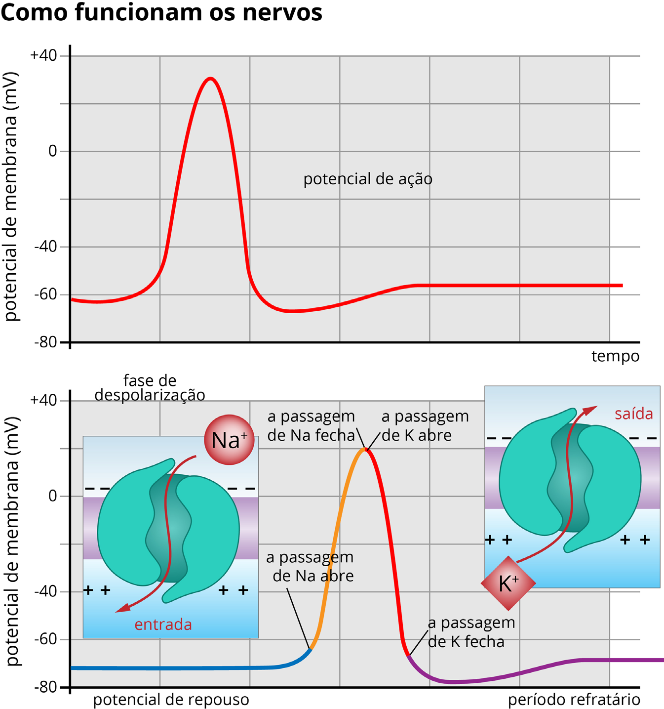 Eletromagnetismo» Sinais Elétricos no Corpo Humano 16 Estímulos externos são capazes de abrir os canais, gerando uma corrente iônica.