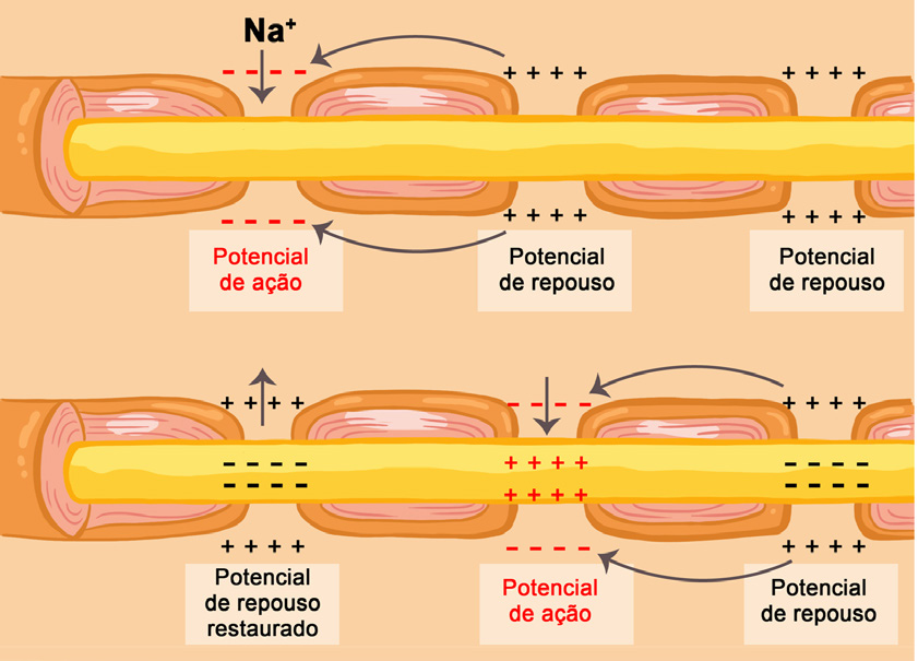 As cargas positivas que se movem alteram o potencial de repouso da célula. Ele fica um pouco menos negativo (a isso se dá o nome de despolarizar a célula).